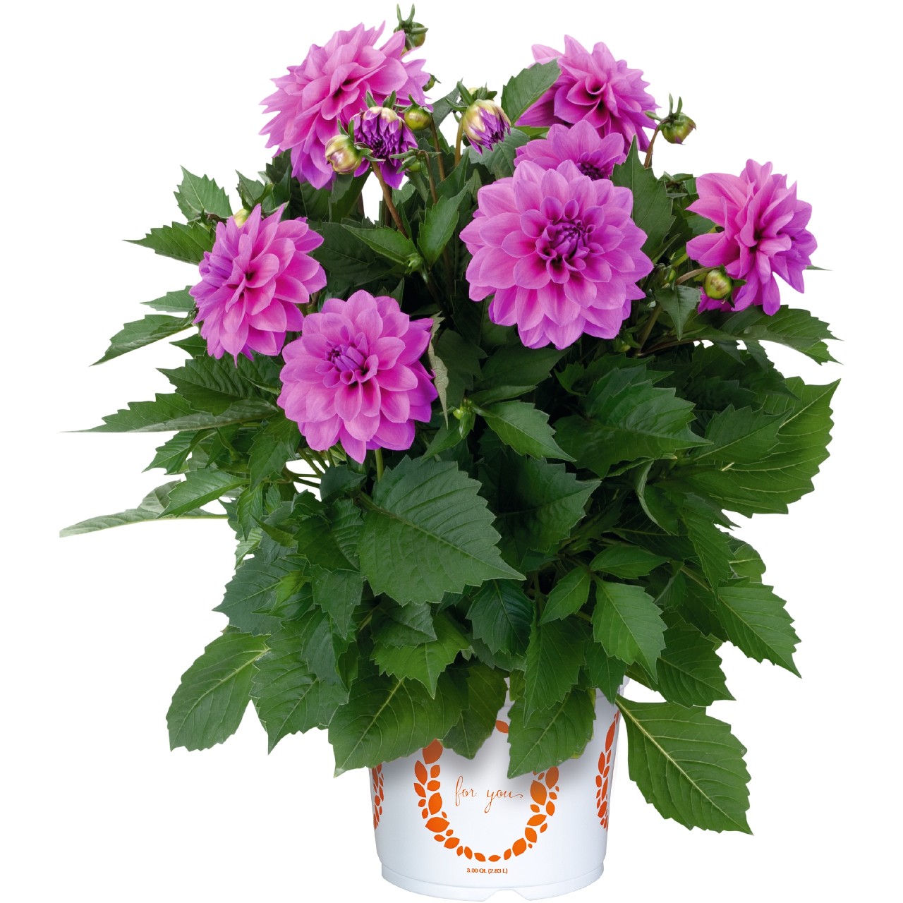 Георгина Hypnotica Lavender