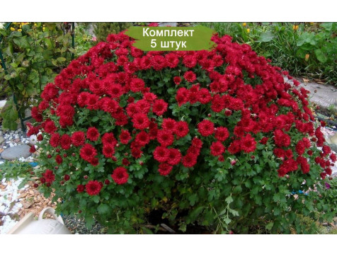 Хризантема МУЛЬТИФЛОРА с2