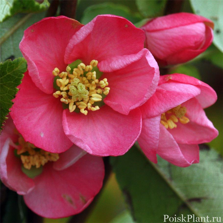 Айва гибридная Pink Lady