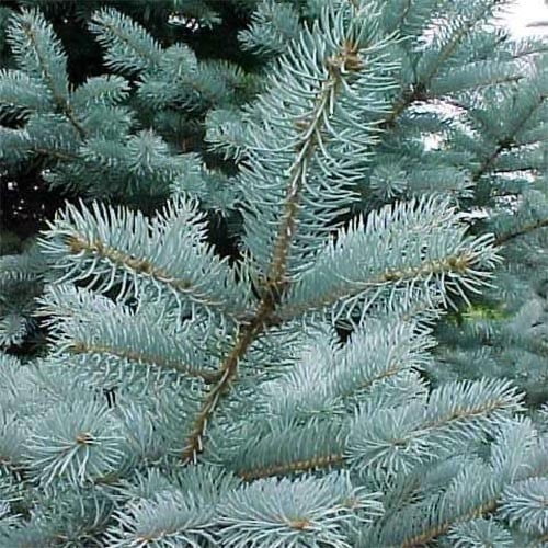 Ель колючая Glauca Majestic Blue