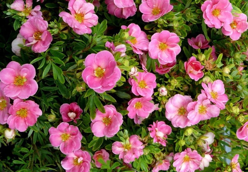 Лапчатка кустарниковая Pink Paradise Kupinpa