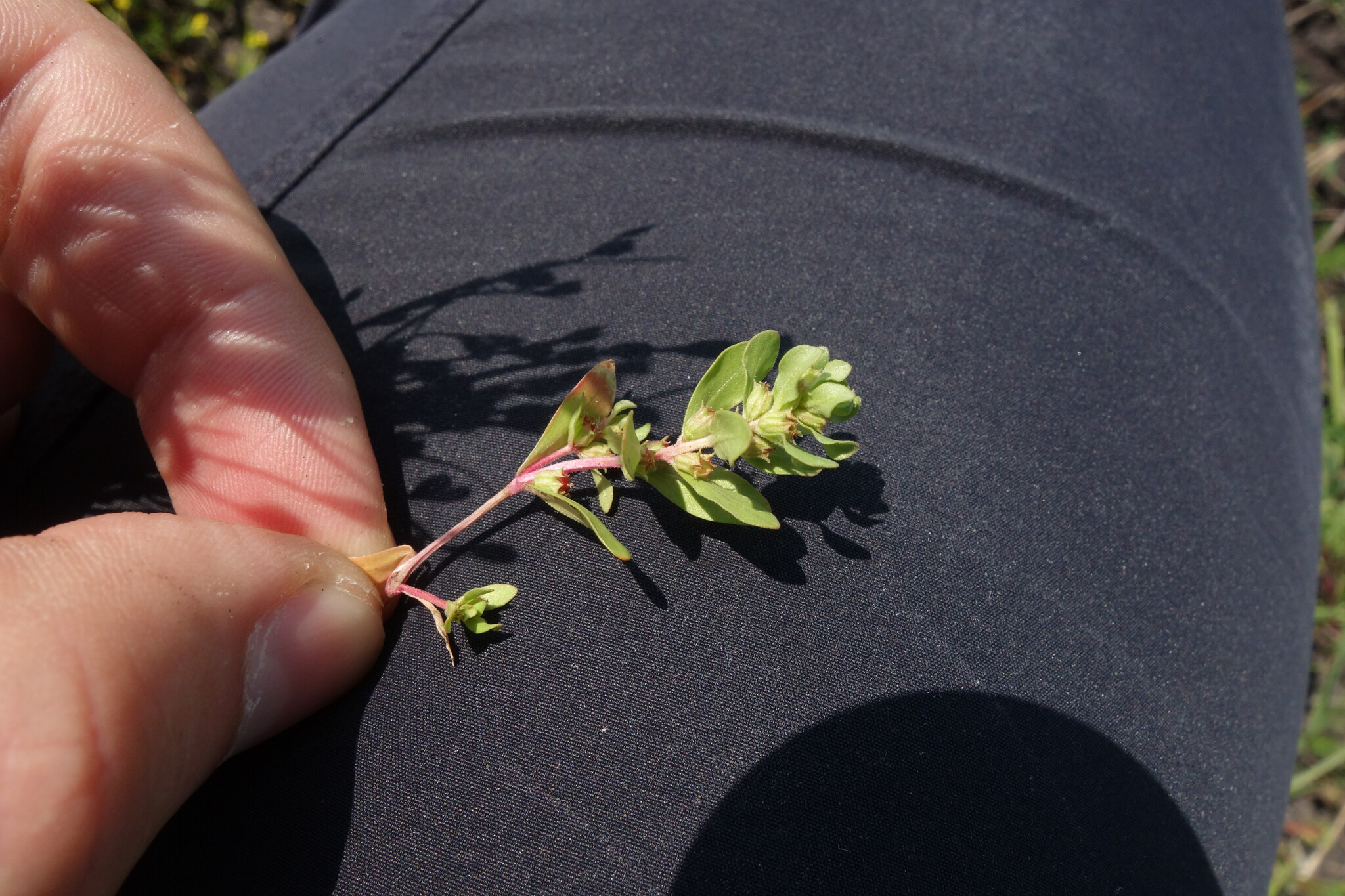 international backfill (iNaturalist): Lythrum