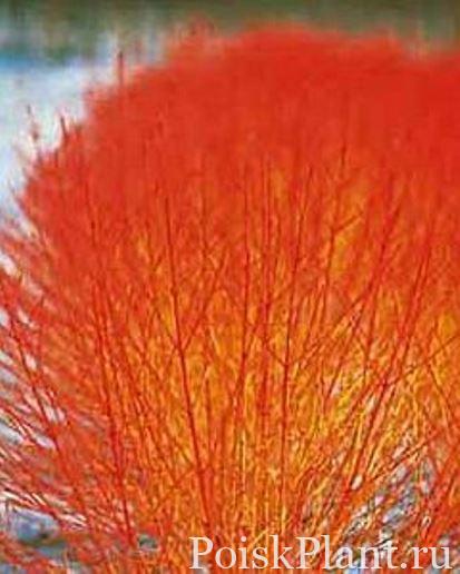 Дерен кроваво-красный Anny's Winter Orange