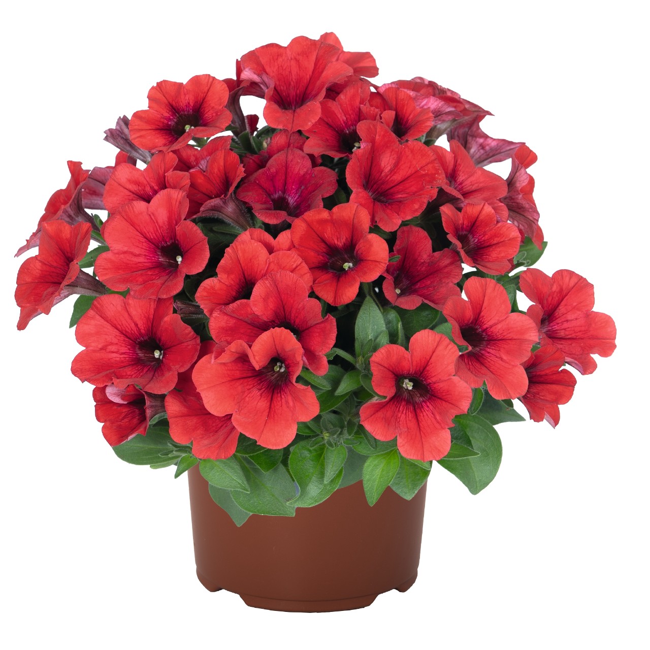 Петуния Sweetunia Red 2026