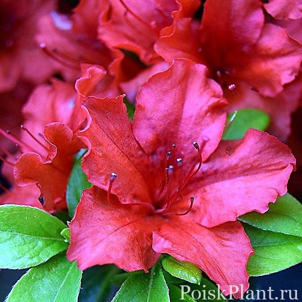 Рододендрон тупой Hot Shot Variegated