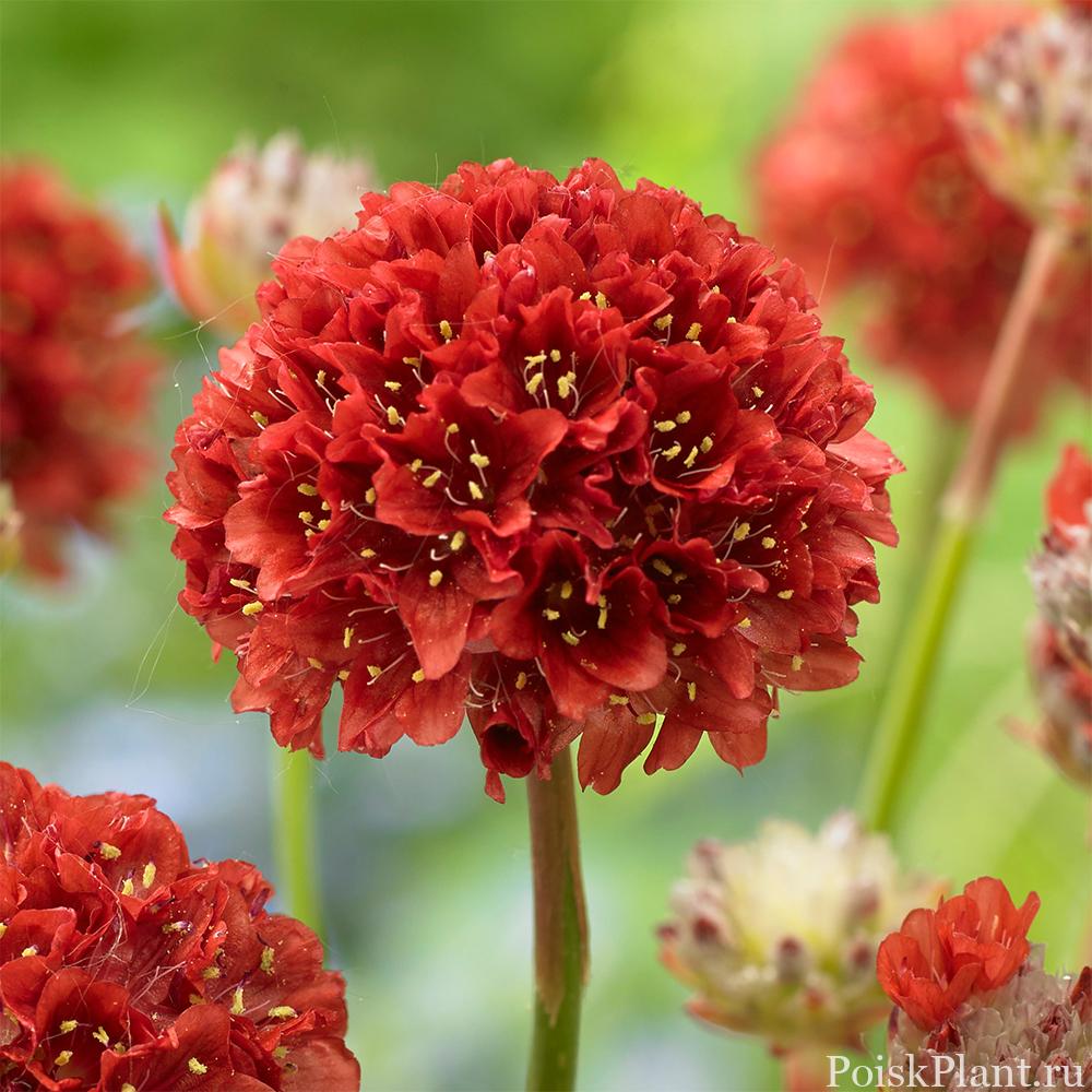 Армерия ложноармерия Ballerina Red