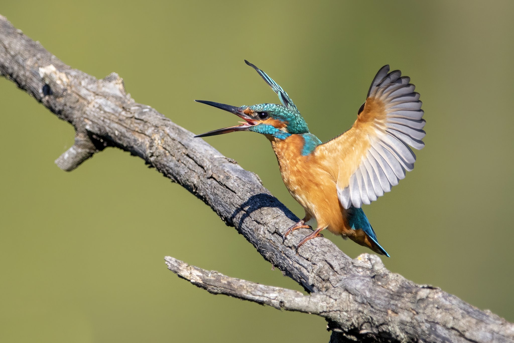 international backfill (iNaturalist):  Eisvogel