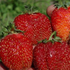 Земляника (Клубника) Зефир Р9