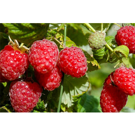 Картофель семенной Метеор ранний (сетка 2кг.) репродукция