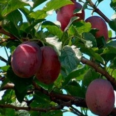 Слива Исполинская 2-х летнее ЗКС