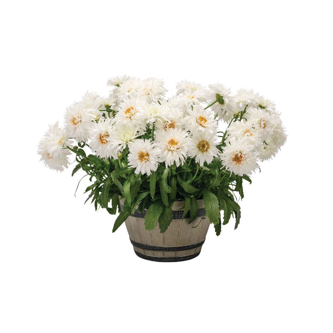 Нивяник Sweet Daisy Rebecca