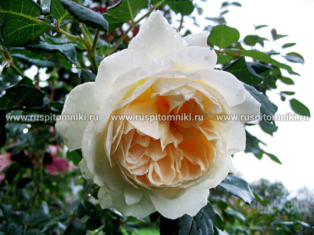 Английские розы Дэвида Остина Crocus Rose’ = ‘AUSquist