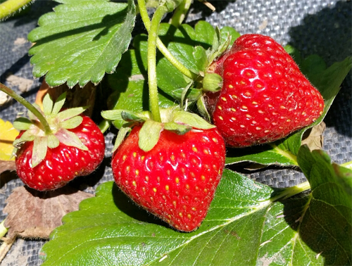 Клубника Альбион