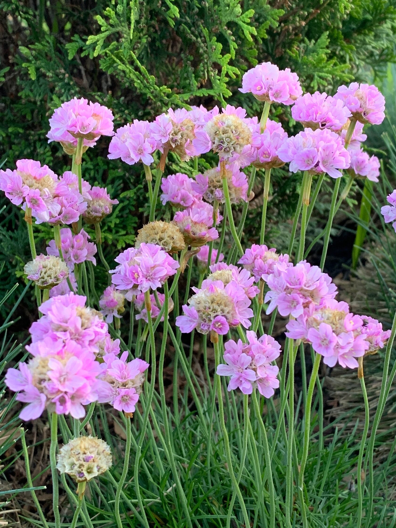 Армерия приморская Армада Пинк / Armeria maritima Armada Pink / Р9