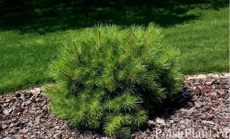 Сосна черная Karaca Ball