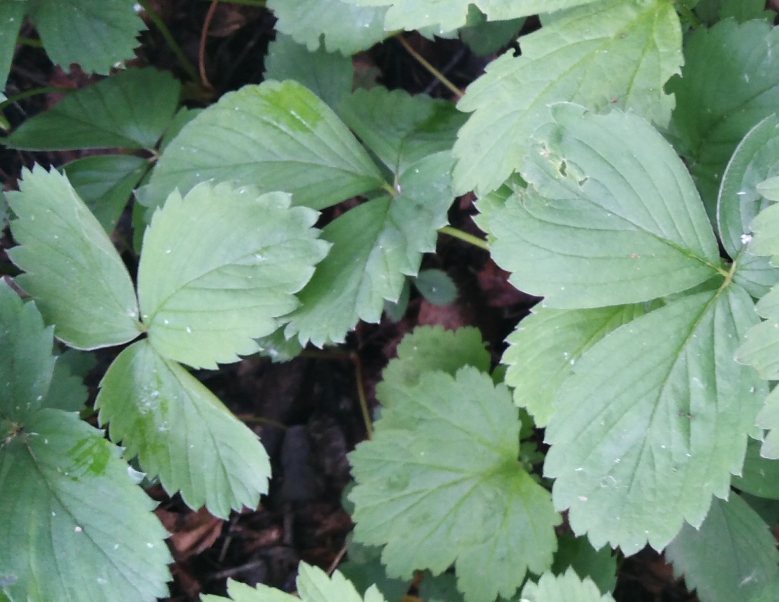 international backfill (iNaturalist): Fragaria × ananassa