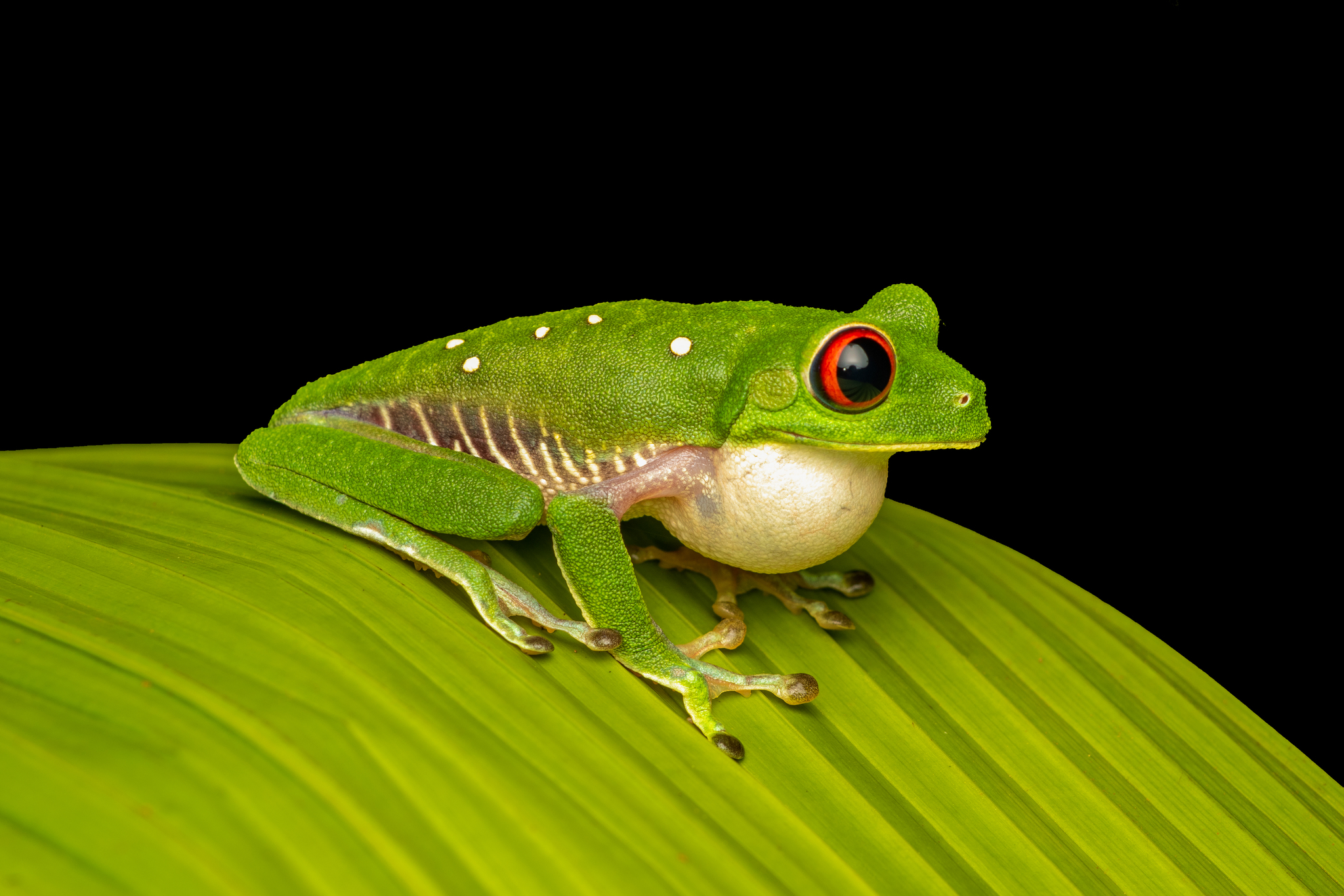 international backfill (iNaturalist): Red Eye