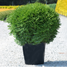 Туя западная (Thuja occidentalis Tiny Tim)