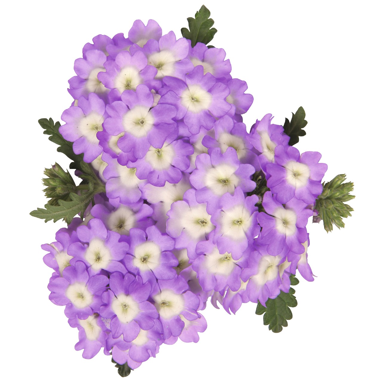Вербена Empress Sun Lavender Charme