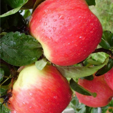 Яблоня Юбилей Москвы (Malus )