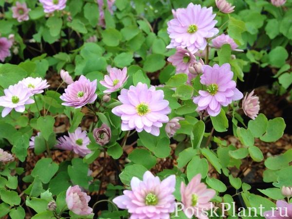 Анемонелла василистниковая Kikuzaki Pink