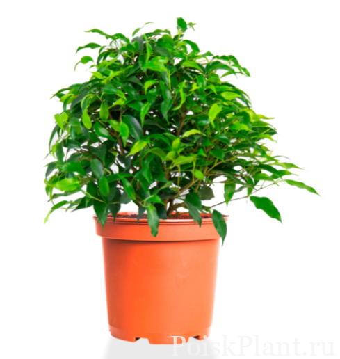 Фикус бенджамина Green Kinky
