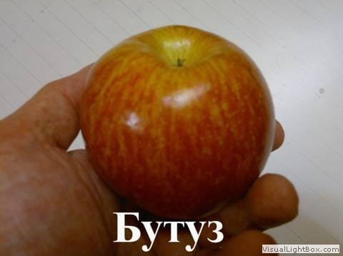 Яблоня Бутуз