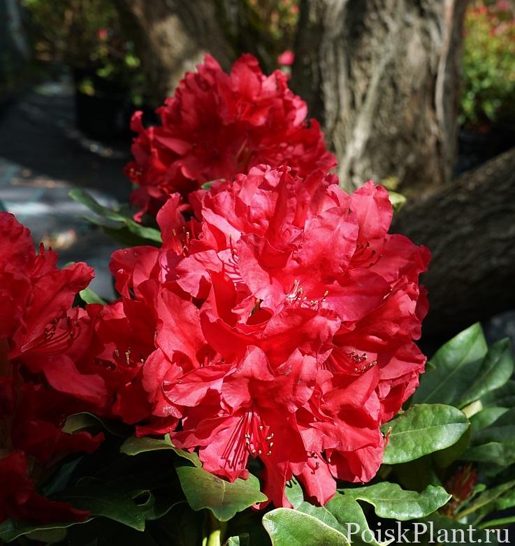 Рододендрон гибридный Red Impulse