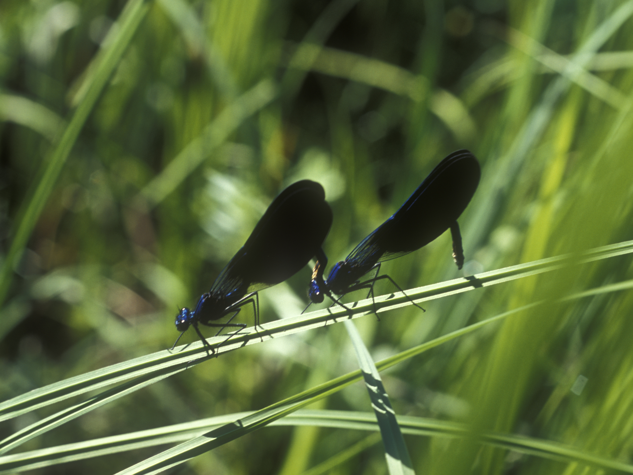 international backfill (iNaturalist): Persica