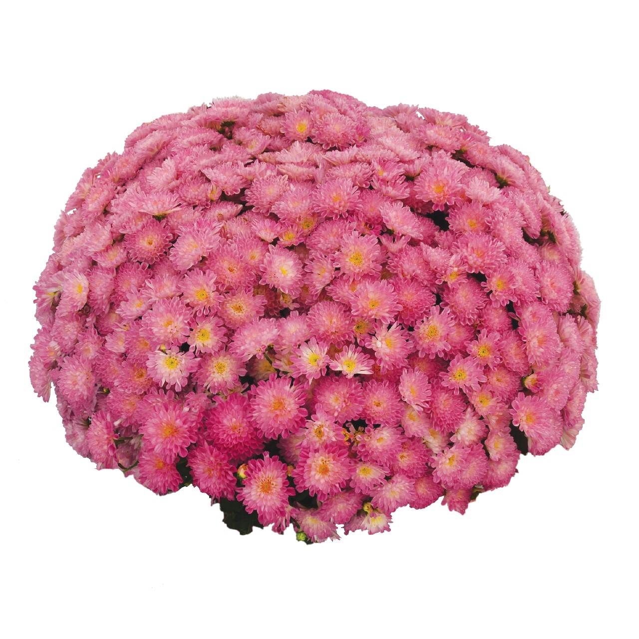 Хризантема Ditto Pink