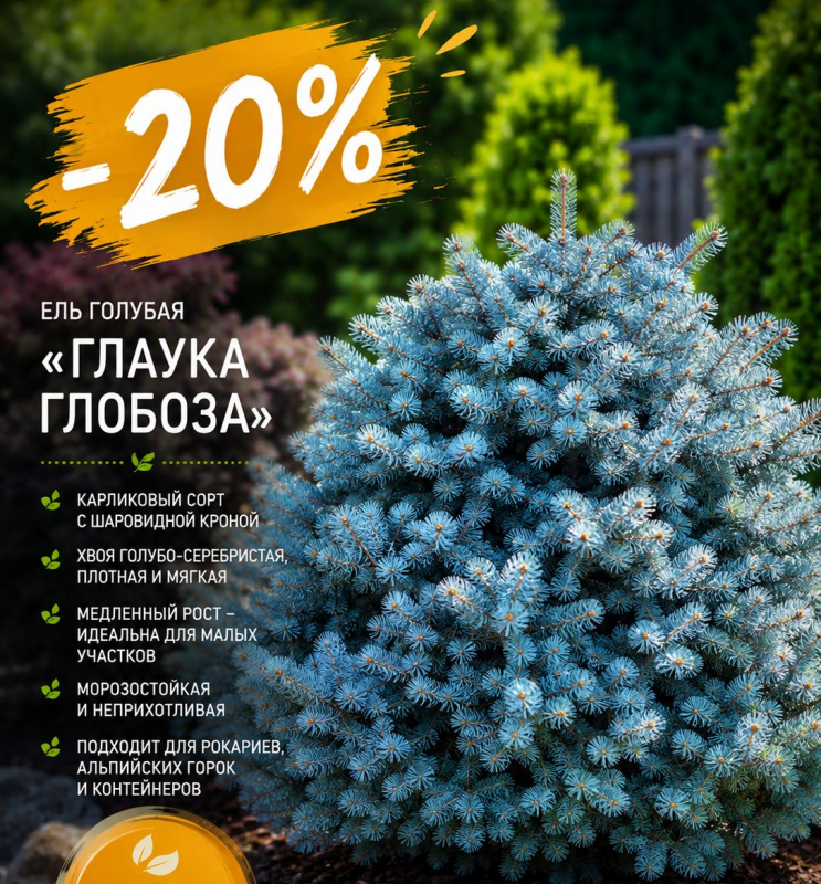 Ель голубая колючая Глаука Глобоза (Glauca Globosa)