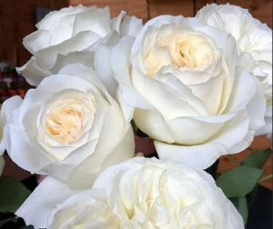 Роза Элла