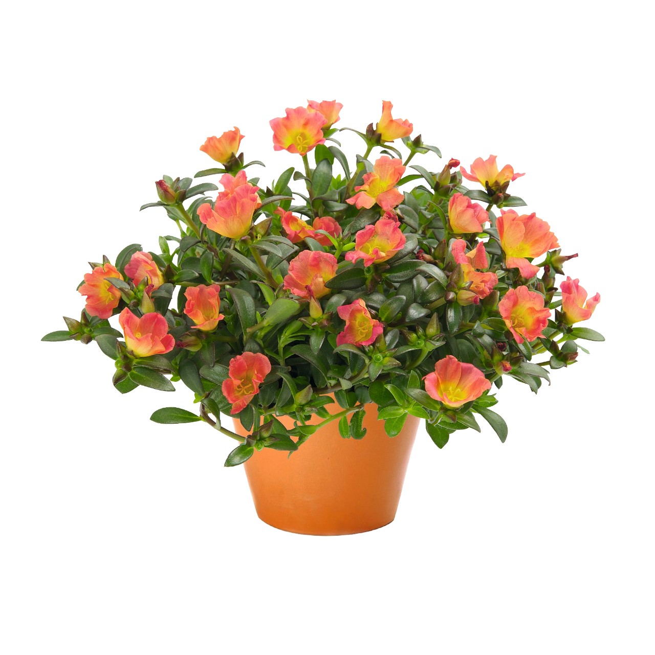 Портулак Cupcake Carrot