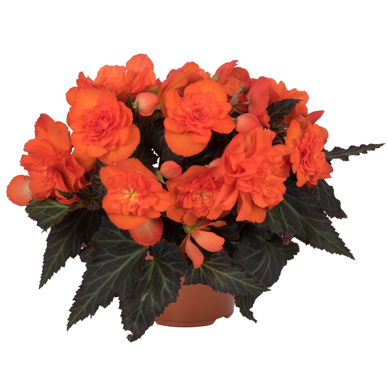 Бегония I'CONIA Portofino Dark Orange