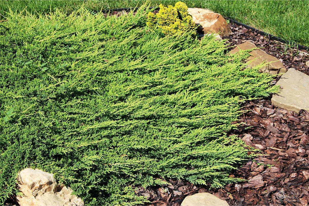 Можжевельник горизонтальный "Принц Уэльский" (Juniperus horizontalis "Prince of Wales") С5