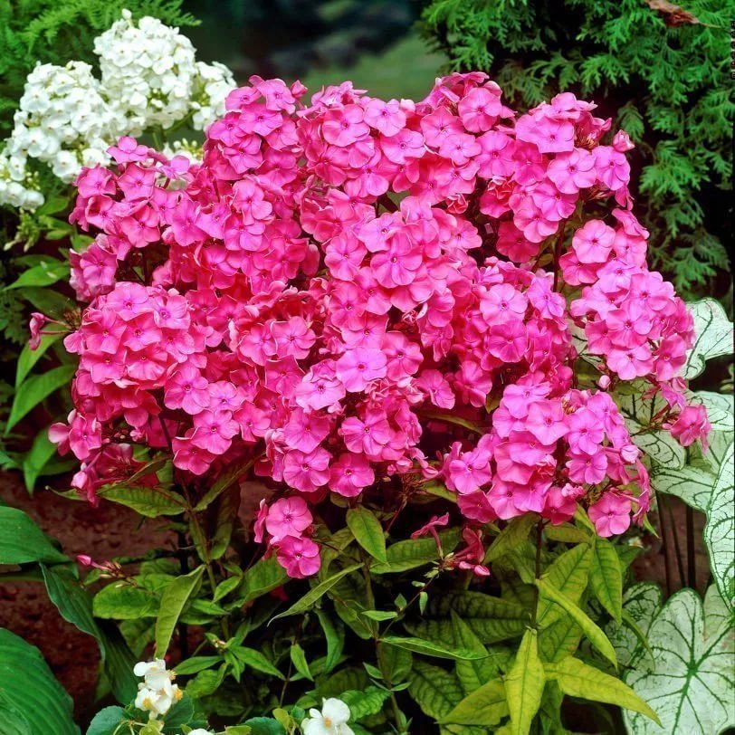 Флокс метельчатый Rijnstroom