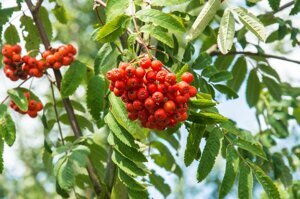 Рябина обыкновенная Edulis