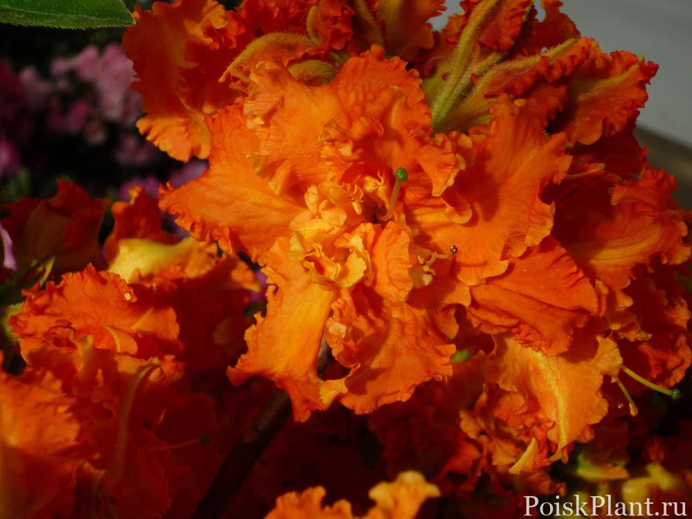 Азалия гибридная Spanish Dancer