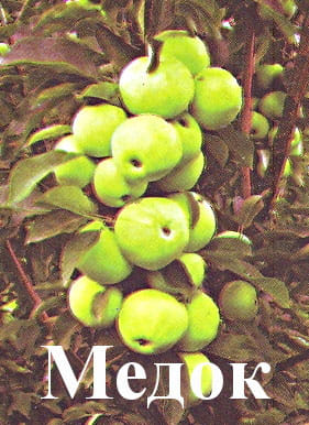 Яблоня Медок