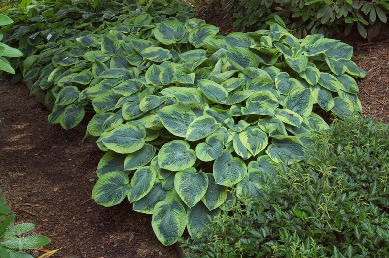 Хоста гибридная Tokudama Flavocircinalis