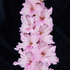 Гладиолус Зиеду Скульптора (1 разбор) 2 шт/уп