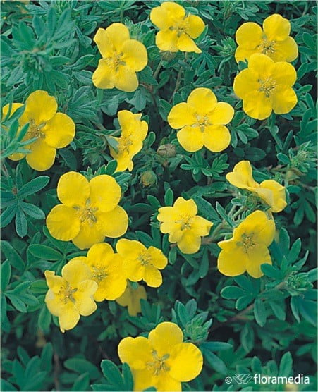 Лапчатка кустарниковая Gold Teppich