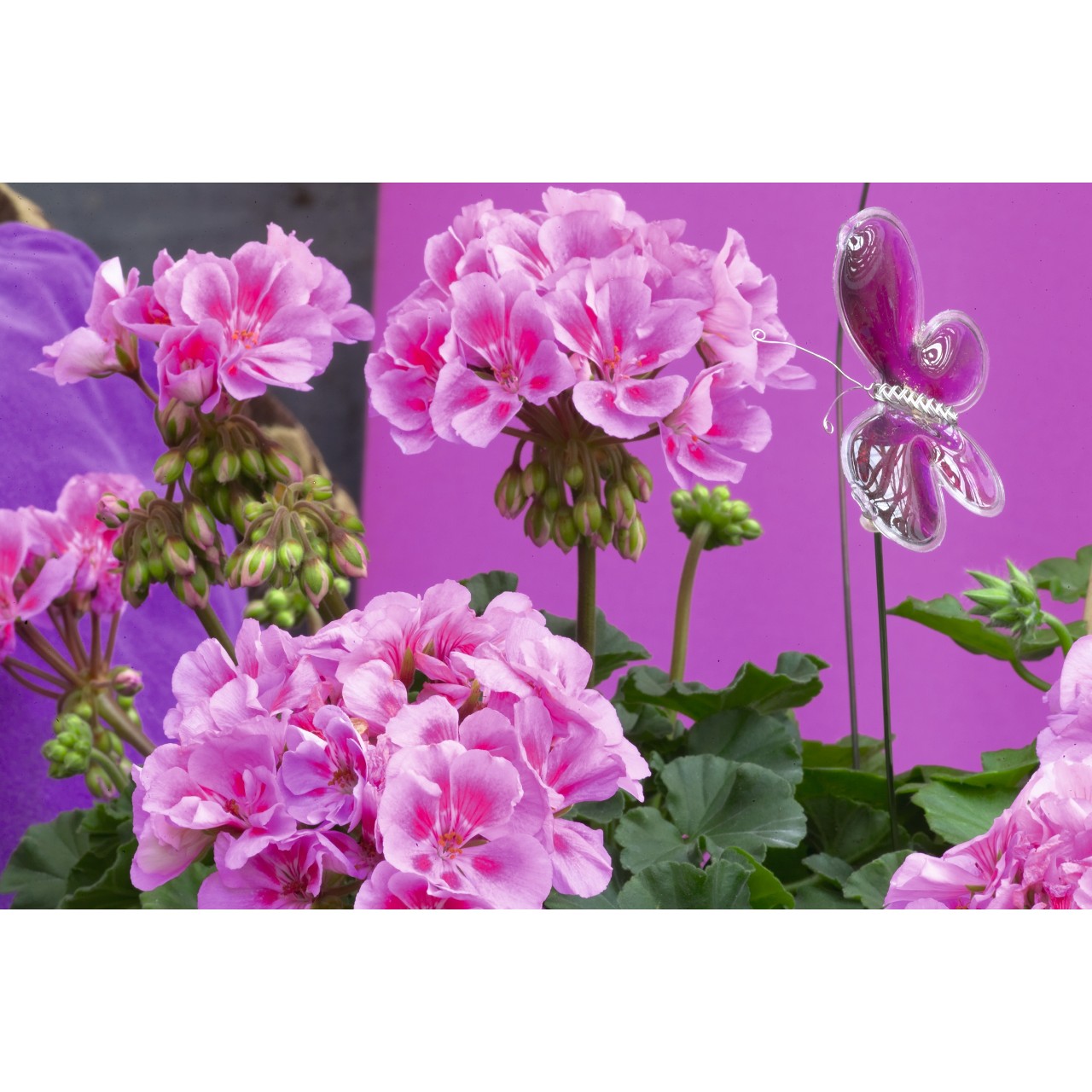 Пеларгония Savannah Lavender Splash