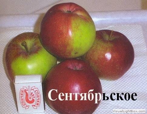 Яблоня Сентябрьское