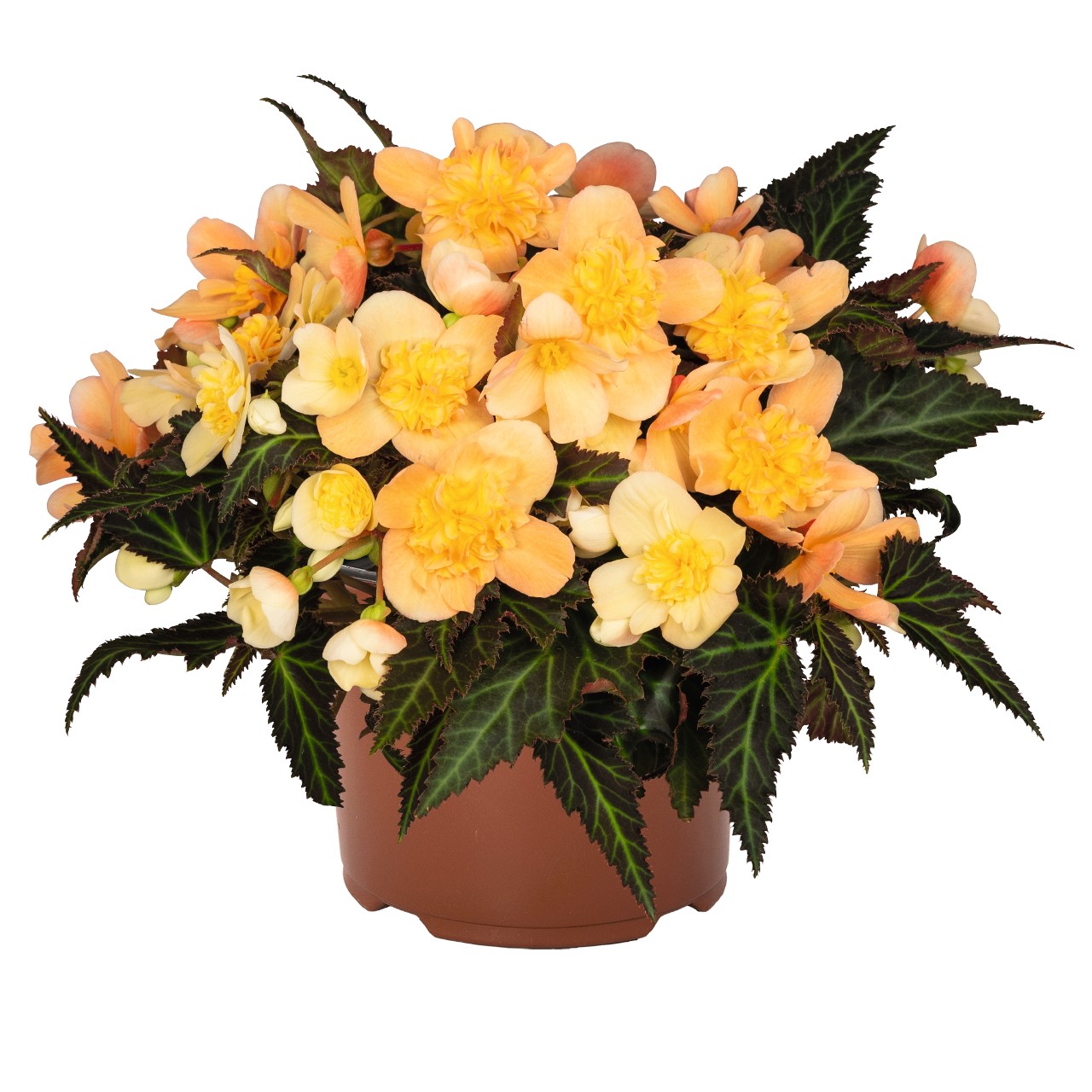 Бегония I'CONIA Portofino Peach