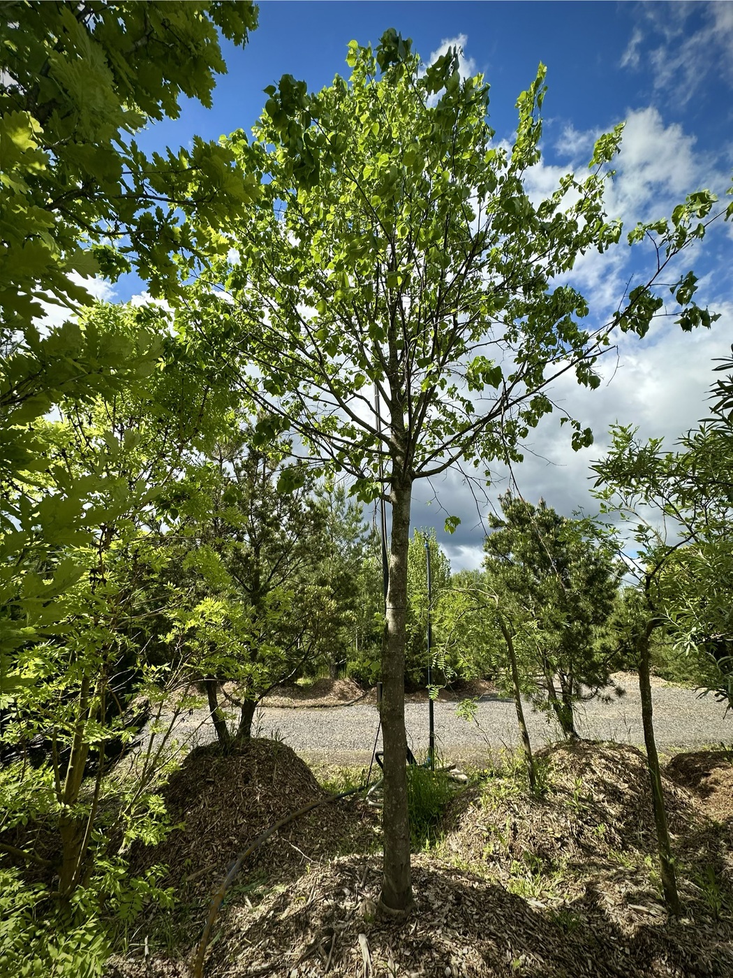Липа Мелколистная