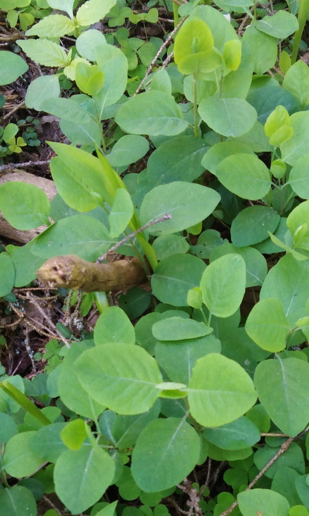 international backfill (iNaturalist): Lonicera caprifolium