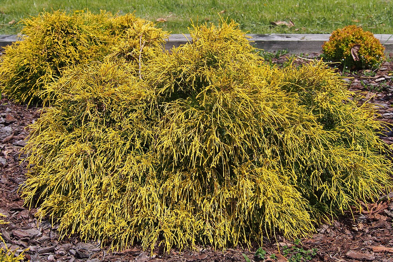 Кипарисовик горохоплодный Sungold