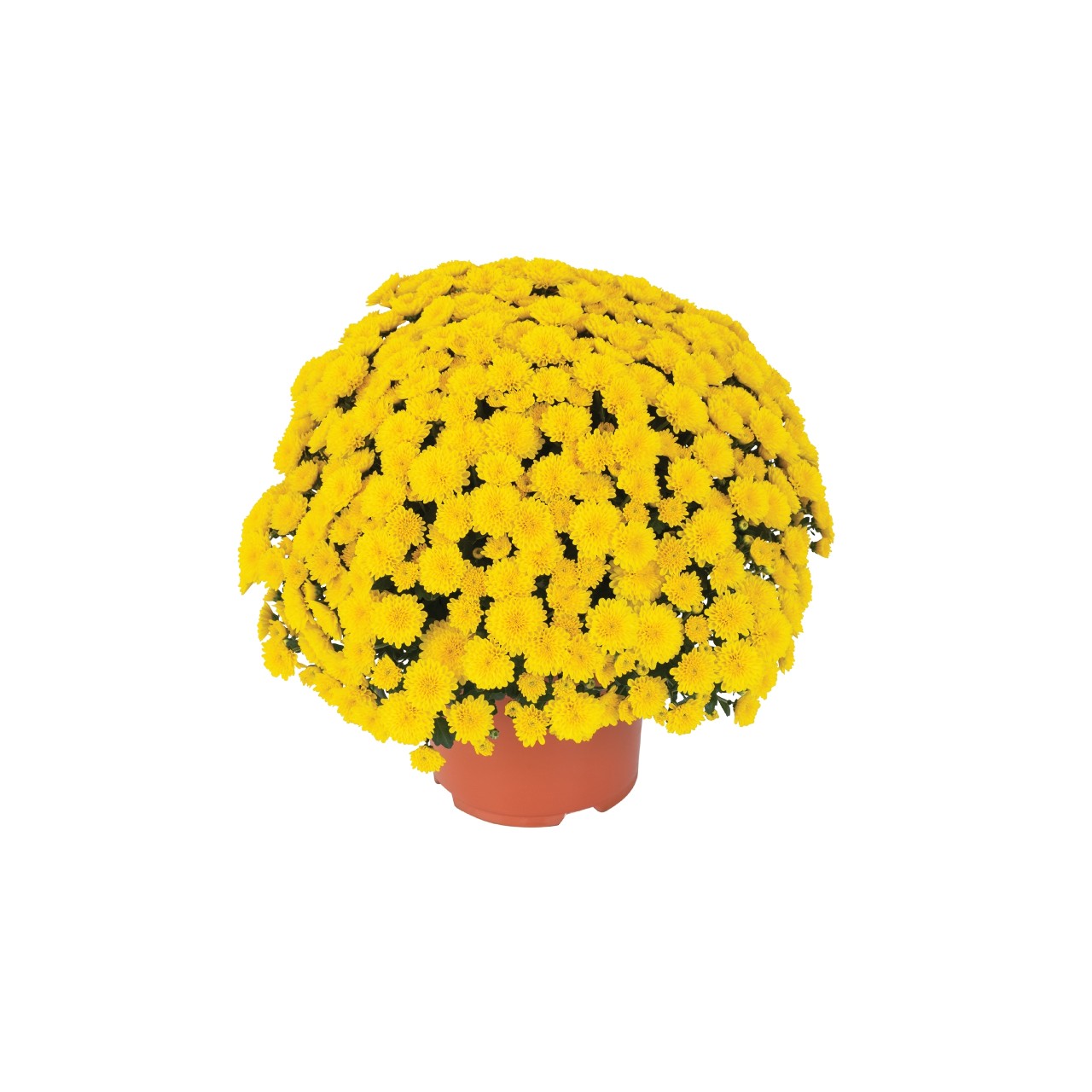 Хризантема Party Yellow