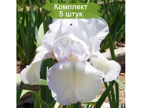 Ирис Инглиш Коттедж